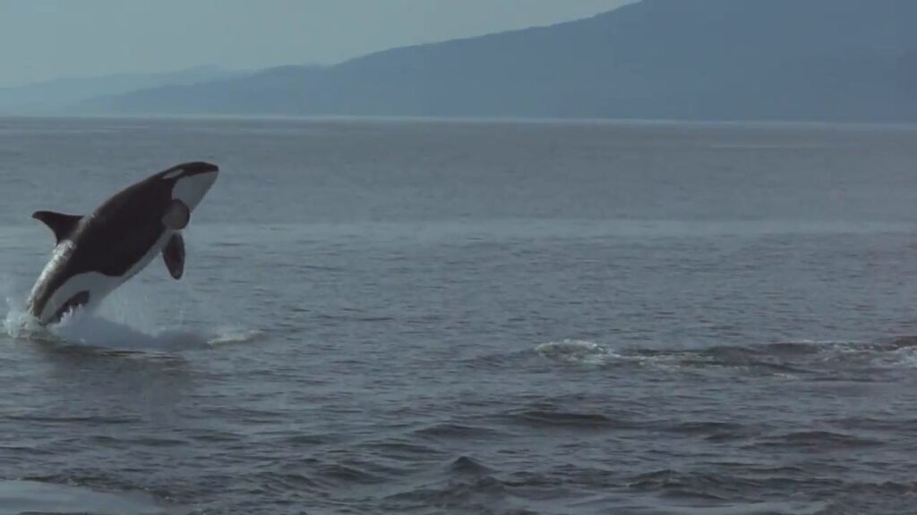 Flipping for Dolphins Video Thumbnail